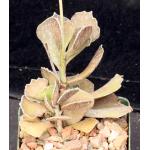 Kalanchoe rhombopilosa var. viridifolia 4-inch pots