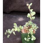 Kalanchoe rotundifolia 4-inch pots