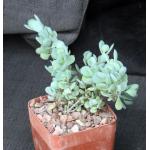 Kalanchoe rotundifolia 4-inch pots