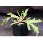 Kalanchoe synsepala cv Lobster Claw 5-inch pots