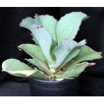 Kalanchoe synsepala var dissecta one-gallon pots