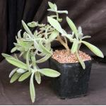 Kalanchoe tomentosa one-gallon pots