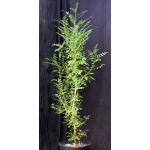 Kirkia acuminata 8-inch pots