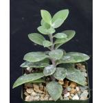 Kleinia semperviva ssp. grantii 4-inch pots