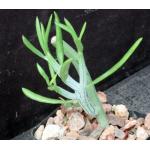 Kleinia descoingsii 2-inch pots