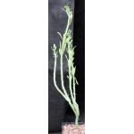 Kleinia hebdingii (Lav 10485) 5-inch pots