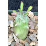 Kleinia mweroensis ssp. saginata 4-inch pots