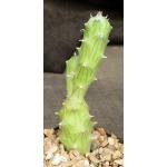 Kleinia mweroensis ssp. saginata 5-inch pots
