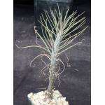 Kleinia neriifolia 3-inch pots