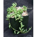 Kleinia radicans 4-inch pots