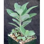 Kleinia semperviva ssp. grantii 4-inch pots