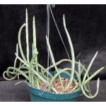 Kleinia stapeliiformis 8-inch pots