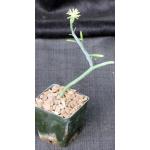 Kleinia descoingsii 3-inch pots