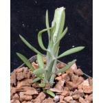 Kleinia longiflora ssp. madagascariensis 4-inch pots