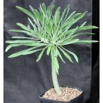 Kleinia neriifolia one-gallon pots