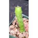 Kleinia obesa 3-inch pots