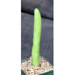Kleinia obesa 4-inch pots