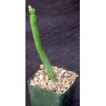 Kleinia obesa 4-inch pots