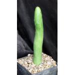 Kleinia obesa 5-inch pots