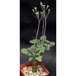 Kleinia articulata 4-inch pots