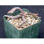 Kleinia descoingsii 4-inch pots