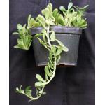 Kleinia petraea (WY 1183) 10-inch pots