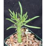 Kleinia picticaulis 3-inch pots