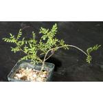 Lannea alata 5-inch pots