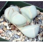 Lapidaria margaretae 4-inch pots