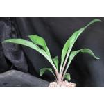Ledebouria revoluta (Tanzania) 4-inch pots