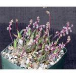 Ledebouria socialis ‘Miner’ 4-inch pots