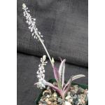 Ledebouria socialis (variegate) 4-inch pots