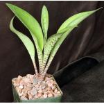 Ledebouria revoluta (Namibia) 3-inch pots