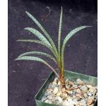 Ledebouria socialis 4-inch pots