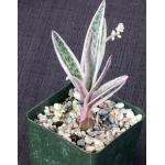 Ledebouria socialis (variegate) 4-inch pots