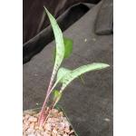Ledebouria revoluta (Tanzania) 4-inch pots