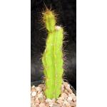 Leptocereus santamariae 5-inch pots