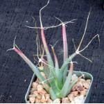 Leuchtenbergia principis 2-inch pots