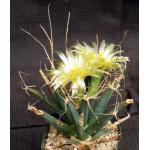 Leuchtenbergia principis 4-inch pots