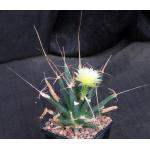 Leuchtenbergia principis 5-inch pots