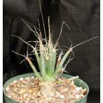 Leuchtenbergia principis 8-inch pots