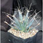 Leuchtenbergia principis one-gallon pots