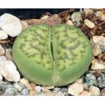 Lithops bromfieldii var. insularis (sulfurea) 2-inch pots