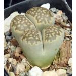 Lithops salicola (maculate form) 2-inch pots