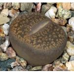 Lithops aucampiae 3-inch pots