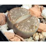 Lithops bromfieldii (C368) 2-inch pots