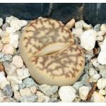 Lithops bromfieldii (C363) 2-inch pots