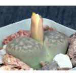 Lithops bromfieldii var. insularis 2-inch pots