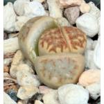 Lithops dorotheae 2-inch pots