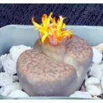 Lithops fulviceps (C266) 2-inch pots